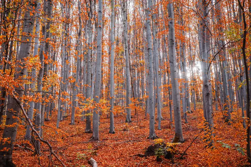 Capture of a serene forest with tall trees and vibrant fall foliage.